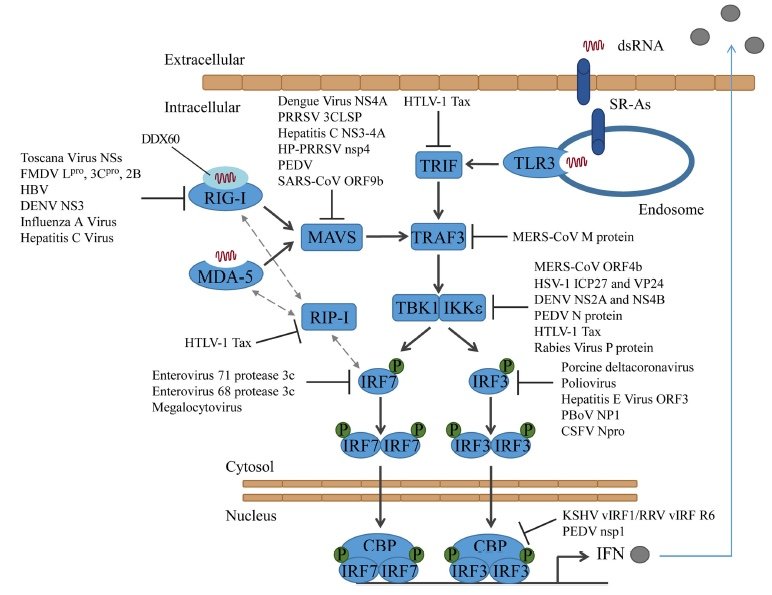 IRF3-mediated innate immune responses - Cells respond to virus infection by inducing a set of proteins that function to block virus replication and spread. We have discovered that in response to all enveloped viruses, cells can recognize the general entry process, following disruption of the cell membrane. We identified an essential cellular factor, IRF3, that is activated and induces a non-specific anti-viral response that protects the cell against diverse viruses, by targeting conserved viral processes. IRF3 is emerging as a key player in recognizing and responding to many types of cellular stress, suggesting that entry of virus particles is likely sensed as a host stress response. Our studies explore how the virus entry process activates this stress response. Findings from this project will enable the development of novel, generic antiviral therapies capable of protecting against new, emerging viruses. Moreover, as IRF3 is implicated in a myriad of seemingly unrelated diseases, understanding its activation and function is of clinical importance.