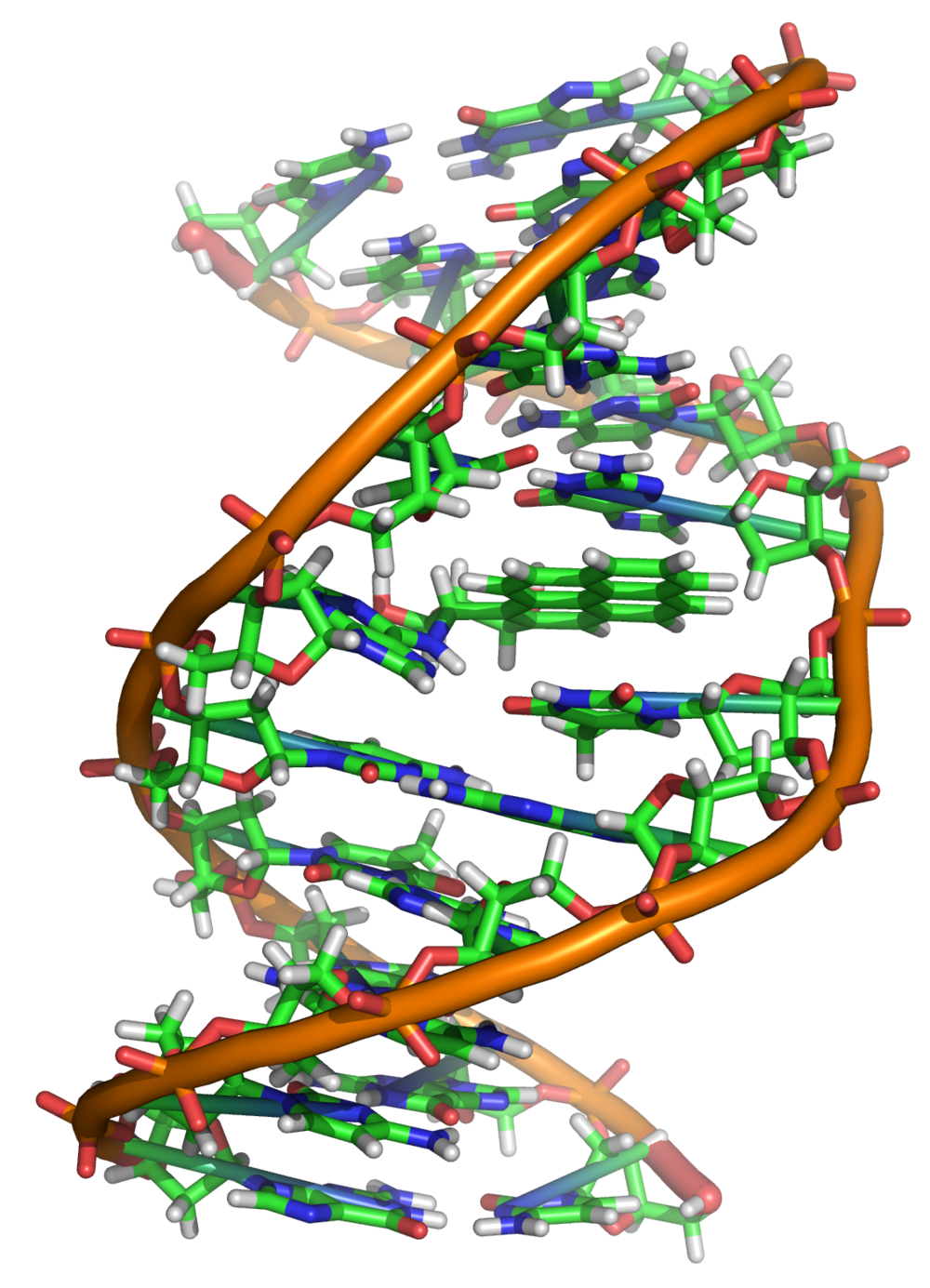 Detection of extracellular RNA - Extracellular or circulating nucleic acids derived from infected or damaged cells can be of virus or self origin. Once recognized and taken up by healthy cells, these nucleic acids rapidly and potently lead to the production of cytokines, including interferon. While interferon is important to protect against infections and cancer, inappropriate interferon responses lead to a variety of diseases, including autoimmunity. While class A scavenger receptors (SRAs) are required for binding and internalization of circulating nucleic acids, little is known about how individual SRA family members carry out these functions. Surprisingly, little is also understood about the cellular trafficking or localization of different nucleic acid species following uptake by SRAs. We have uncovered several unexplained anomalies in how different forms and lengths of nucleic acids traffic within cells and induce interferon following uptake by SRAs. We are continuing work to study the internalization, trafficking and signaling of various forms and lengths of nucleic acids to understand the mechanisms of how they activate cytokines such as interferon. Given that interferon can either prevent disease or cause disease, depending on its regulation, understanding basic mechanisms of interferon production in response to circulating nucleic acids is of critical importance.