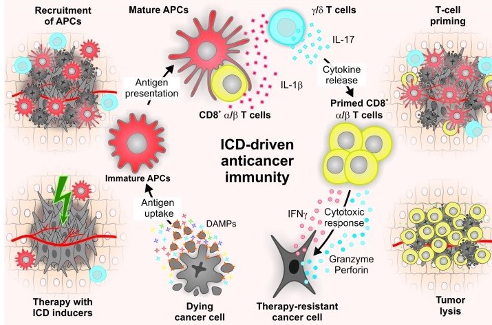 Discovering and developing oncolytic therapies - We design viruses for anti-cancer therapies. We are currently developing a herpesvirus strain to selectively Immunotherapy, harvesting the power of the immune system to target cancer, is emerging as a potentially powerful therapeutic approach. Some tumors, which are considered 